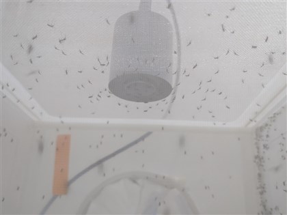 養萬隻蚊、藏15萬標本  開箱疾管署病媒實驗室