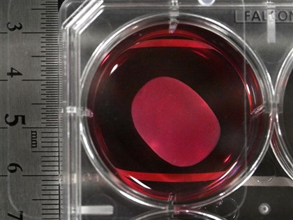 日本批准兩項iPS細胞再生醫療產品　創全球首例