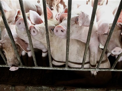 非洲豬瘟防控穩定 農業部向WOAH申請非疫區