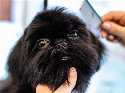 毛小孩美容旺季　消保處籲留意犬貓美容契約規範
