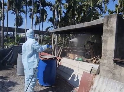 回收小鴨、廚餘餵豬　屏東佳冬鄉養豬場遭罰40萬