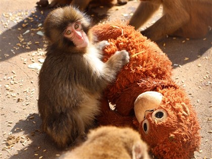 日本缺母愛小猴Panchi君抱玩偶爆紅 動保團體:勿將動物創傷當賣點