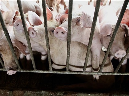 台灣申請非洲豬瘟非疫區　WOAH收件後審查兩週內回應