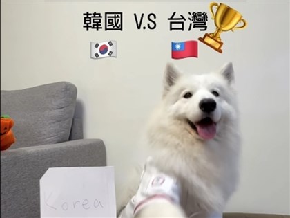 WBC經典賽前薩摩耶精準預測台灣2勝2敗　300萬球迷「朝聖神犬」