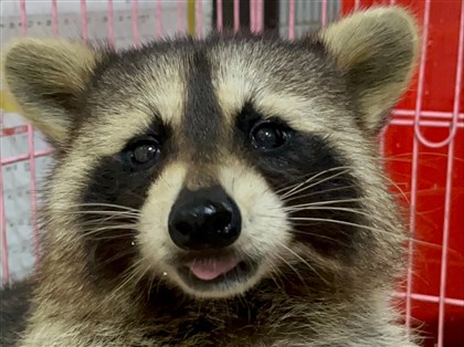 浣熊、河口鱷等641種高危險動物　5/1起禁家庭飼養