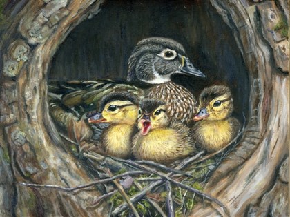 台裔宦瑞恩野鴨回家畫作　獲美馬里蘭州競賽冠軍