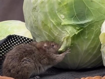 新北中和超市老鼠啃高麗菜　衛生局稽查裸賣蔬果已報廢