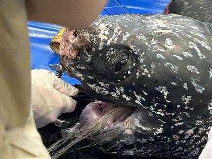 宜蘭受困革龜死亡　解剖取出9公尺長漁網