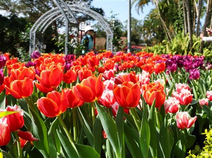 春分踏青賞花紓解肝氣　體弱者易生病應注重養生