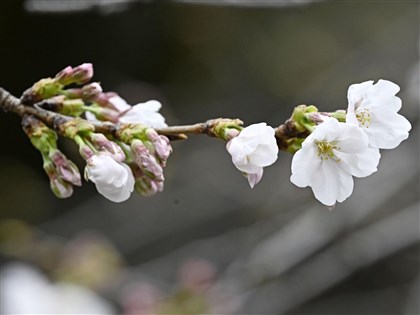 東京櫻花較去年提早5天綻放 成第5發布花訊地區