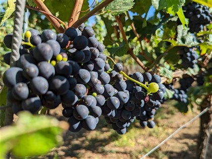 法國中世紀醫院廁所葡萄籽　基因同於現代黑皮諾