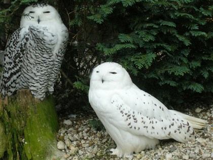 40個新遷徙物種納保護名單　哈利波特信使雪鴞入列