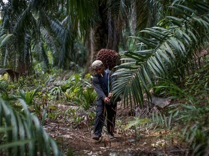 美伊戰爭癱瘓荷莫茲海峽　東南亞面臨肥料短缺危機