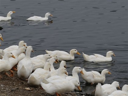 首例本土H7新A流基因定序　疾管署：低病原且風險可控