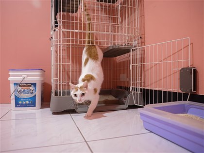 拼圖喵接力計畫　無家者與貓互助互癒的重生練習