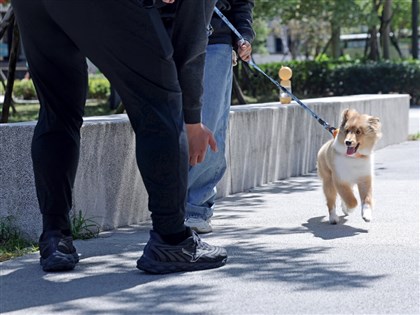 最佳萌友助攻治療　訓練師「抖宅媽」分享狗醫生養成