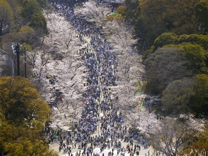 日本賞櫻傳亂象  外國遊客違規與觀光公害引關注