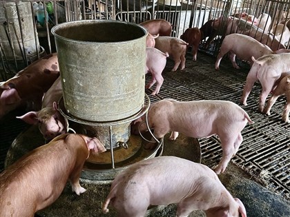 早安世界》農業部：WOAH正式核可　台灣重返非洲豬瘟非疫國