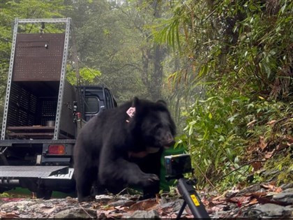 花蓮卓溪黑熊母女獲救照護1年　同日野放台灣首例