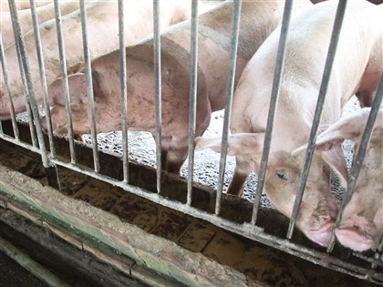 新加坡恢復台豬肉進口　童振源：食安與貿易互信升級