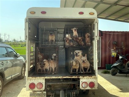嘉義縣黑心繁殖狗場10犬疑遭割聲帶　飼主裁罰送辦