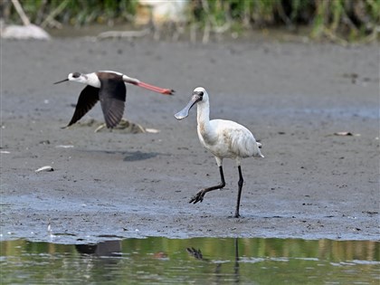 2026年台灣黑面琵鷺4719隻　占全球61%創新高
