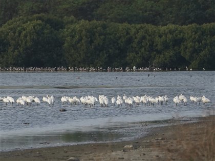 2026年台灣黑面琵鷺4719隻　占全球61%創新高