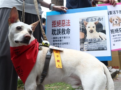 寵物用人藥新制配套進度落後惹議　農業部：若無共識不排除延後