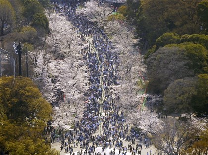 日本多地櫻花樹倒　東京與福岡出動樹醫檢查