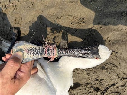 嘴、腳纏魚線　黑面琵鷺北返倒臥後龍海岸不治