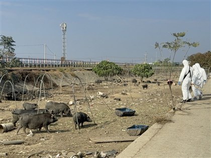 嘉縣新港養豬戶違規廚餘養豬屢勸不聽　罰346萬