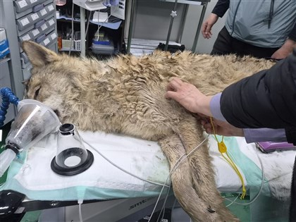 逃亡9天終落網　韓國出動百名警力活捉30公斤公狼[影]