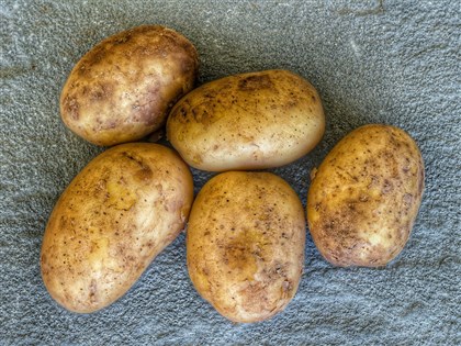 美國馬鈴薯發芽腐爛可進口？食藥署：須整顆丟棄