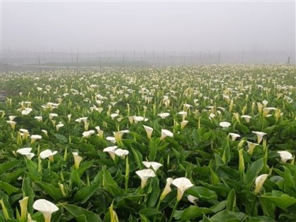 北市陽明山海芋進入盛開期　把握賞花最美時刻