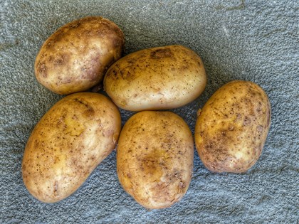 政院：馬鈴薯輸入標準未變　龍葵鹼超標就退運或銷毀