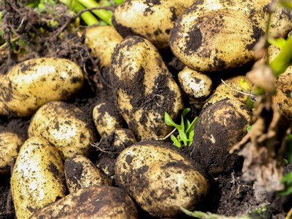 美國進口馬鈴薯把關爭議　石崇良：科學抽驗不逐顆檢查