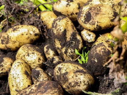 陳駿季：邊境抽驗若發現馬鈴薯發芽　查核會逐顆檢查