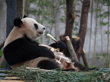 中美新一輪大貓熊保育合作  平平、福雙將赴美10年