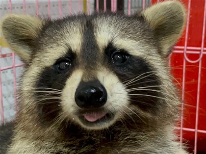 浣熊等飼主明年4月底前應登記  違者最高罰25萬元