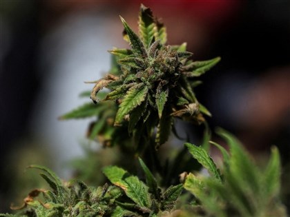 美國藥物管制政策重大變革　司法部：推動大麻降級