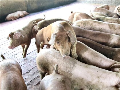 卓榮泰：台灣豬肉5/14恢復出口菲律賓