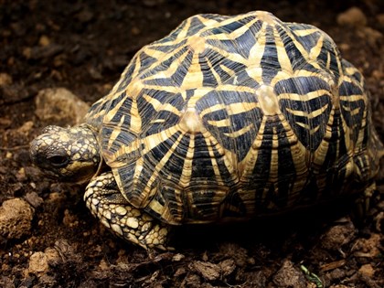 19歲台灣女遊客身綁30隻印度星龜　曼谷機場遭逮