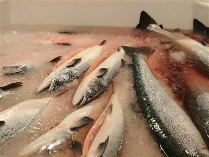 研究指挪威鮭魚養殖釀嚴重污染　等同全澳洲未處理廢水