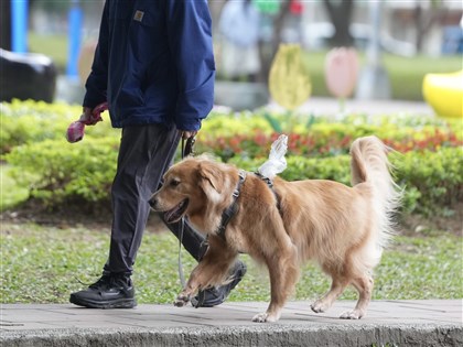 北市鼠患民眾憂寵物誤食藥劑　看懂老鼠藥為何危險、如何保護毛孩