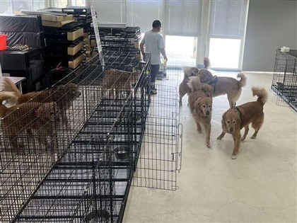 寵物餐廳犬隻遭不當管教　立委籲提高虐待動物刑責
