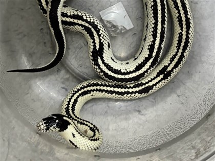北捷車廂有蛇　飼主不知寵物蛇偷跑恐罰4500元