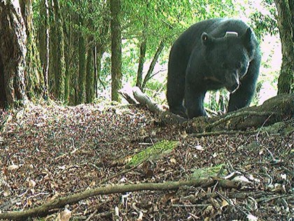 登山客疑遇台灣黑熊母子遭追趕　玉管處提醒多注意
