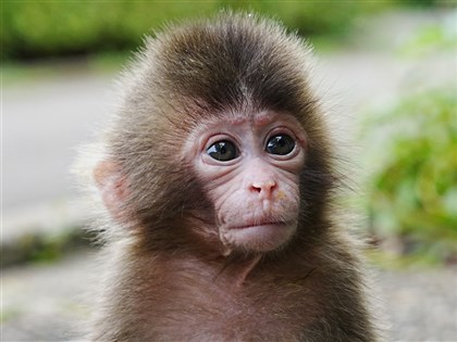 日小猴Panchi君減少抱玩偶人氣依舊　狂吸800萬捐款