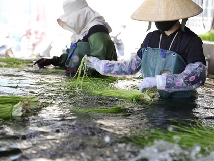 返鄉扛起農務移工業務　劉碧華見證美濃轉變