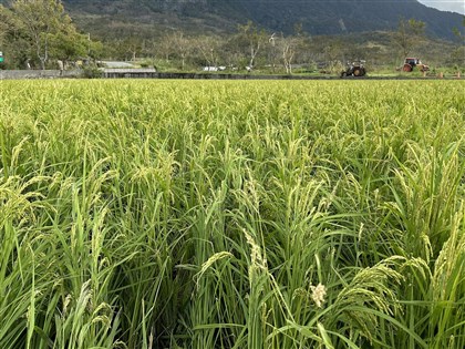 豪雨農損增至3276萬元　一期水稻損失逾700萬元最嚴重